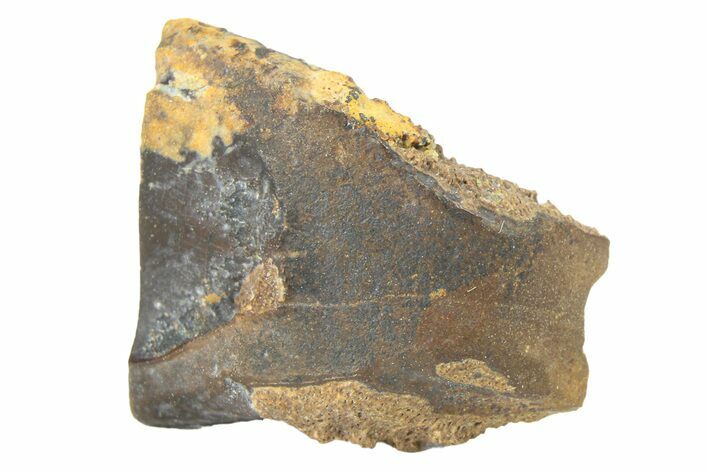 Fossil Dinosaur (Leptoceratops) Shed Tooth - Wyoming #289189